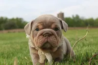 Valor, a male English Bulldog for sale in Owen, WI – 2 of 5