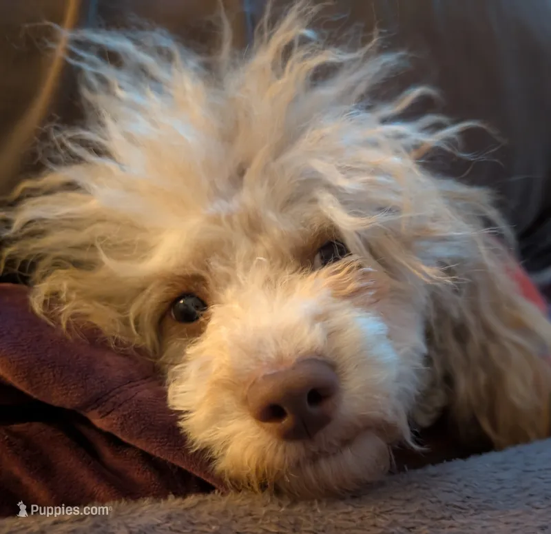 Violet – Poodle - Miniature  puppy for sale in Eureka, CA