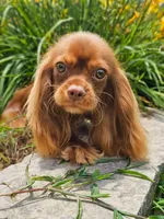 Korbin, a male Cavalier King Charles Spaniel for sale in Loogootee, IN – Photo 3 of 3