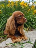 Korbin, a male Cavalier King Charles Spaniel for sale in Loogootee, IN – Photo 2 of 3