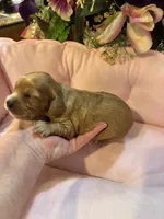 Minnie, a female Cavachon for sale in Jasper, IN – 2 of 10