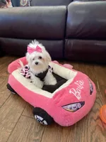 Princess, a female Maltese for sale in Loogootee, IN – Photo 2 of 4