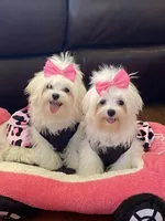 Princess, a female Maltese for sale in Loogootee, IN – Photo 1 of 4