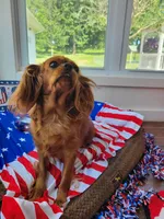 Iris, a female Cavalier King Charles Spaniel for sale in Loogootee, IN – Photo 3 of 4