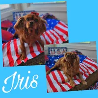 Iris, a female Cavalier King Charles Spaniel for sale in Loogootee, IN – Photo 1 of 4