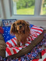 Iris, a female Cavalier King Charles Spaniel for sale in Loogootee, IN – Photo 2 of 4