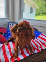 Iris, a female Cavalier King Charles Spaniel for sale in Loogootee, IN – Photo 4 of 4