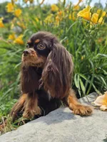 Luigi, a male Cavalier King Charles Spaniel for sale in Loogootee, IN – Photo 2 of 2