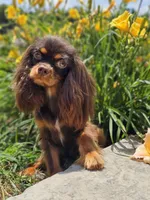Luigi, a male Cavalier King Charles Spaniel for sale in Loogootee, IN – Photo 1 of 2