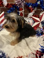 Jinx, a male Morkie for sale in Loogootee, IN – 4 of 9