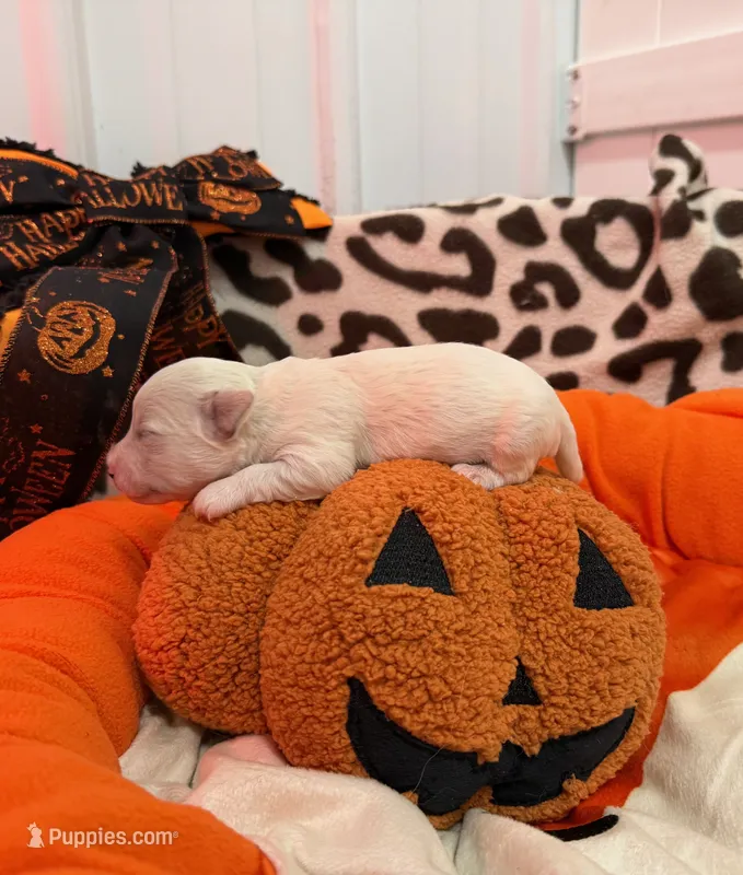Males  – Bichon Frise puppy for sale in Jasper, IN