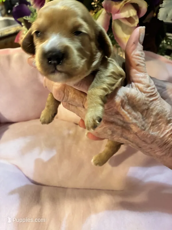 Minnie – Cavachon puppy for sale in Jasper, IN