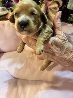 Minnie, a female Cavachon for sale in Jasper, IN – 1 of 10