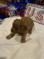Rosie , a female Cavapoo for sale in Loogootee, IN – 3 of 7