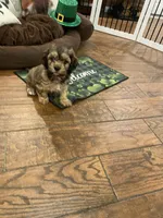 Hank, a male Cavachon for sale in Loogootee, IN – Photo 5 of 6