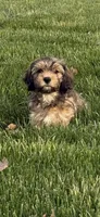 Hank, a male Cavachon for sale in Loogootee, IN – 7 of 7