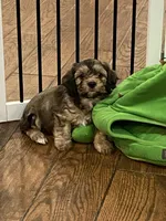 Hank, a male Cavachon for sale in Loogootee, IN – Photo 2 of 6