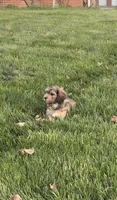 Hank, a male Cavachon for sale in Loogootee, IN – 6 of 7