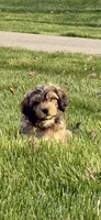 Hank, a male Cavachon for sale in Loogootee, IN – 2 of 7