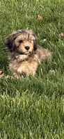 Hank, a male Cavachon for sale in Loogootee, IN – 4 of 7
