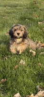 Hank, a male Cavachon for sale in Loogootee, IN – 3 of 7