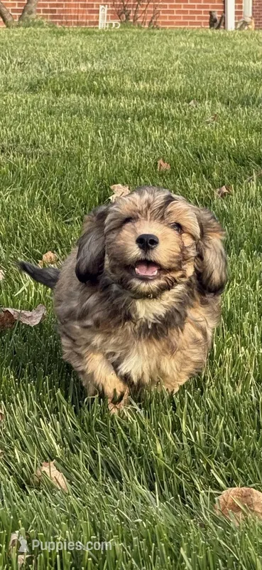 Hank – Cavachon puppy on hold in Loogootee, IN