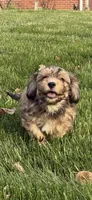 Hank, a male Cavachon for sale in Loogootee, IN – 1 of 7