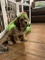 Hank, a male Cavachon for sale in Loogootee, IN – Photo 6 of 6