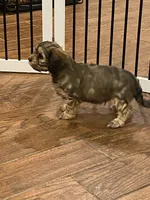 Hank, a male Cavachon for sale in Loogootee, IN – Photo 3 of 6