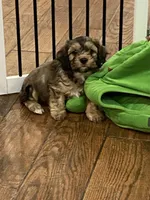 Hank, a male Cavachon for sale in Loogootee, IN – Photo 1 of 6