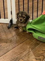 Hank, a male Cavachon for sale in Loogootee, IN – Photo 4 of 6