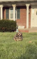 Hank, a male Cavachon for sale in Loogootee, IN – 5 of 7