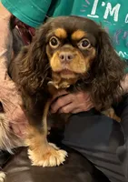 Brown Sugar, a female Cavalier King Charles Spaniel for sale in Loogootee, IN – 4 of 9