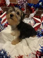 Jinx, a male Morkie for sale in Loogootee, IN – 7 of 9