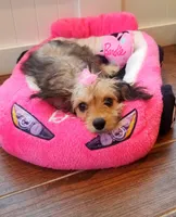 Zoey, a female Cavachon for sale in Loogootee, IN – Photo 2 of 2