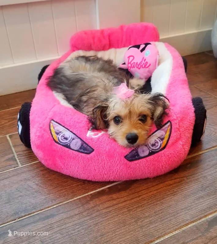 Zoey, a female Cavachon for sale in Loogootee, IN – Photo 1 of 2
