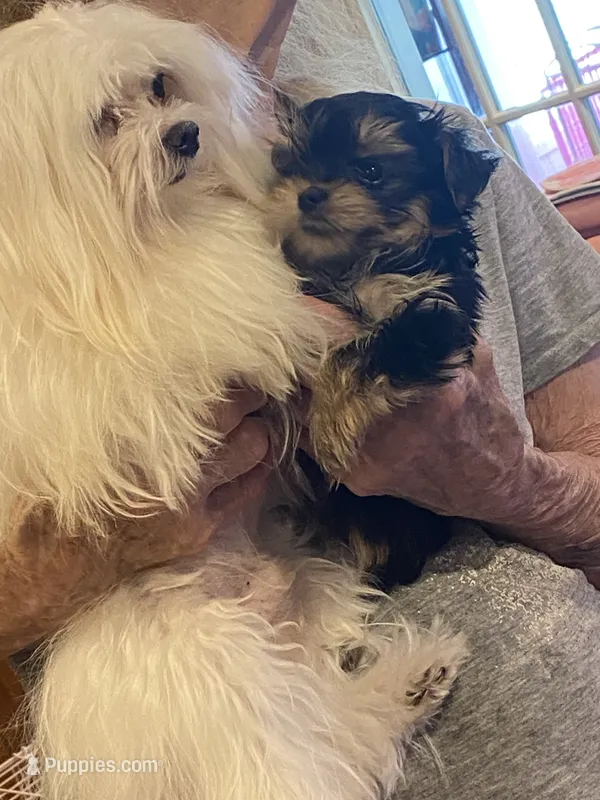 Little Bo – Morkie puppy for sale in Jasper, IN
