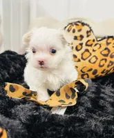 Boy 2, a male Maltese for sale in Jasper, IN – 3 of 6