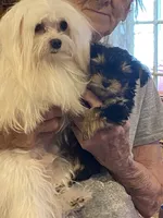 Little Bo, a male Morkie for sale in Jasper, IN – 8 of 10
