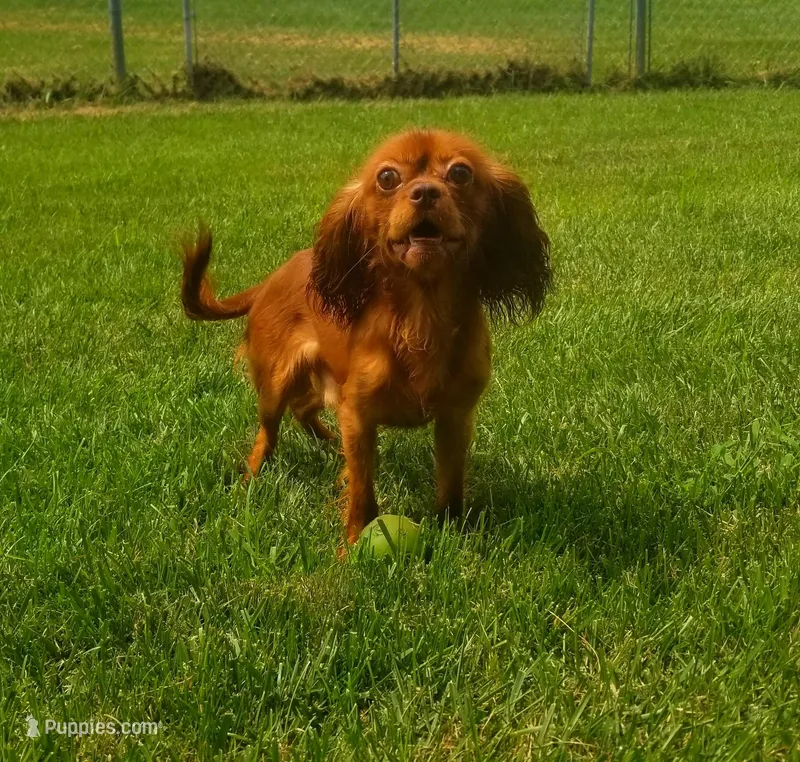 Chocolate ruby Ireland, a male Cavalier King Charles Spaniel for sale in Loogootee, IN – Photo 1 of 3