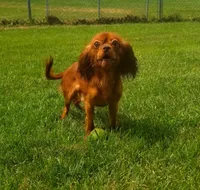 Chocolate ruby Ireland, a male Cavalier King Charles Spaniel for sale in Loogootee, IN – Photo 1 of 3