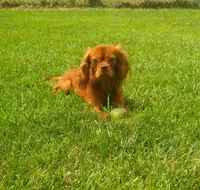 Chocolate ruby Ireland, a male Cavalier King Charles Spaniel for sale in Loogootee, IN – Photo 2 of 3