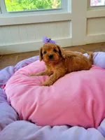 Caddie, a female Cavapoo for sale in Loogootee, IN – Photo 1 of 4