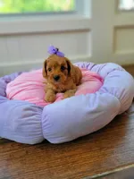 Caddie, a female Cavapoo for sale in Loogootee, IN – Photo 3 of 4