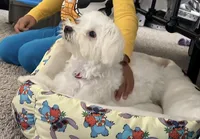 Male, a male Maltese for sale in Loogootee, IN – 5 of 6