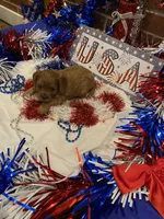 Rosie , a female Cavapoo for sale in Loogootee, IN – 5 of 7