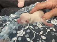 Junior jack, a male Maltese for sale in Loogootee, IN – Photo 7 of 8
