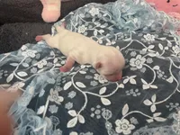 Junior jack, a male Maltese for sale in Loogootee, IN – Photo 1 of 8