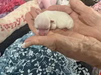 Junior jack, a male Maltese for sale in Loogootee, IN – Photo 5 of 8