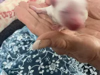 Junior jack, a male Maltese for sale in Loogootee, IN – Photo 4 of 8